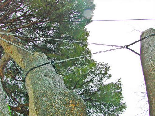 Как правильно выпрямить наклоненное дерево. Технология выравнивания кривого дерева. Узнайте!