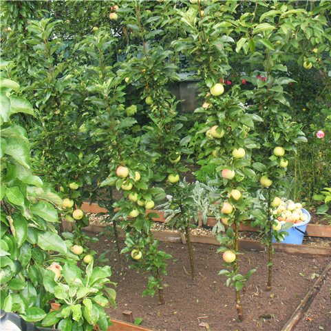 Колоновидная яблоня. Посадка, выращивание и уход. Правила посадки и выращивания колоновидной яблони.