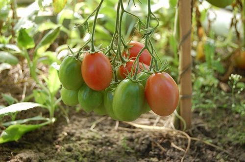 Выращиваем помидоры зимой на подоконнике, посадка и уход