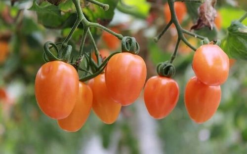 Выращиваем помидоры зимой на подоконнике, посадка и уход