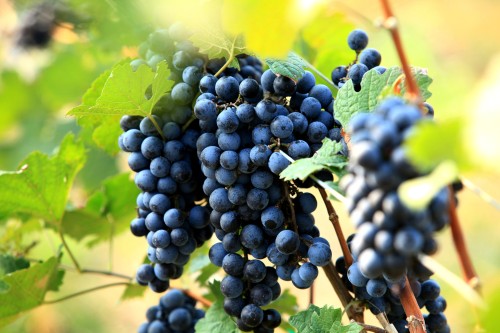 Борьба с болезнями винограда. Как бороться с болезнями винограда