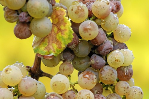 Борьба с болезнями винограда. Как бороться с болезнями винограда