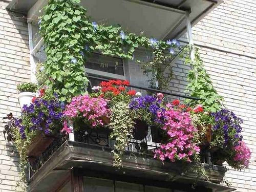 Цветы на балконе: от солнечной до теневой стороны