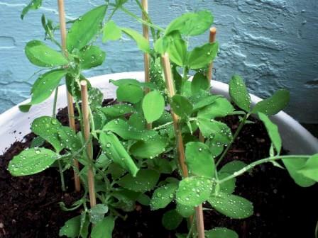 Горошек душистый на балконе: выбор сорта, выращивание и уход