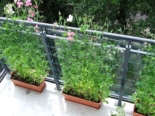 Горошек душистый на балконе: выбор сорта, выращивание и уход