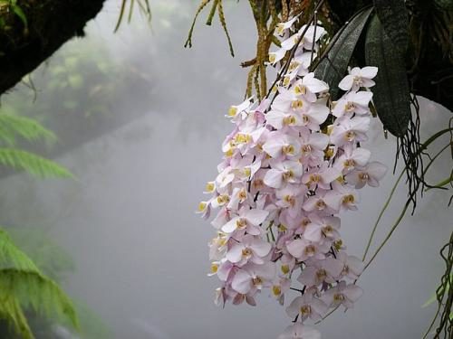 Японские цветы в ландшафте дачного участка: советы по выбору. Традиционные японские цветы - названия, фото, использование в ландшафтном дизайне