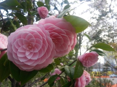 Японские цветы в ландшафте дачного участка: советы по выбору. Традиционные японские цветы - названия, фото, использование в ландшафтном дизайне