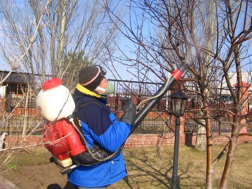 Как правильно белить деревья на дачном участке.