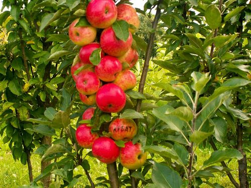 Колоновидная яблоня. Посадка, выращивание и уход. Правила посадки и выращивания колоновидной яблони.