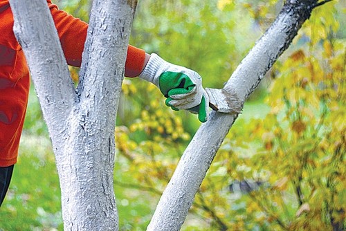Лишайники на плодовых деревьях: методы и особенности борьбы. Способы борьбы с лишайниками и мхом на плодовых деревьях
