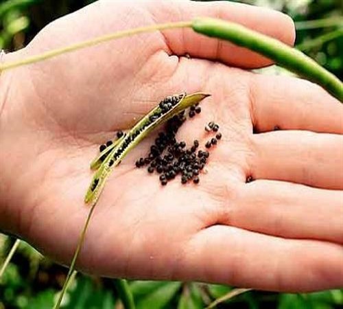 Маттиола: посадка и уход. Как вырастить маттиолу из семян