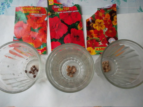 Настурция: выращивание из семян. Настурция - выращивание и уход