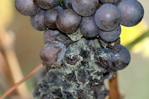 Обработка винограда от болезней весной. Весенняя обработка винограда
