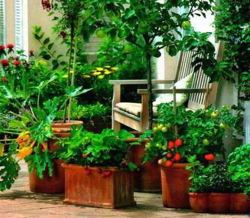 Огород на балконе своими руками: от огурцов до клубники