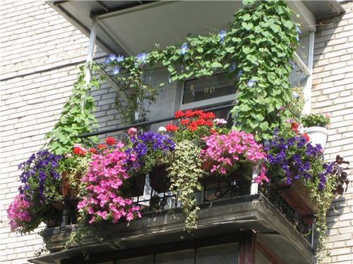Озеленение балкона: советы от профи