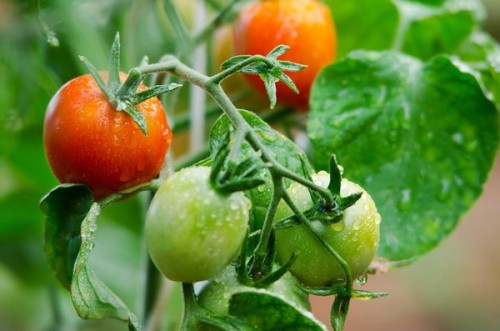 Подкормка помидор: практические рекомендации, особенности и нормы внесения. Удобрения для подкормки помидоров. Удобрения для подкормки томатов, правила подкормки