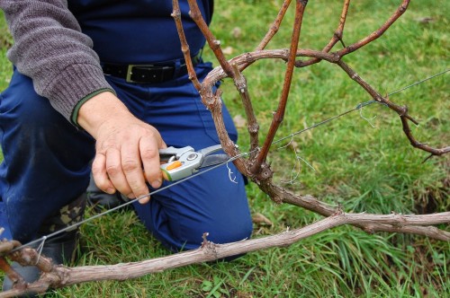Подвязка винограда весной. Как подвязывать виноград весной