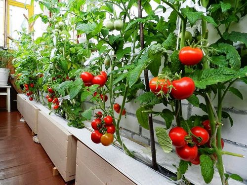 Помидоры на балконе: правильное выращивание