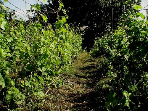 Правила посадки и выращивания винограда на дачном участке.