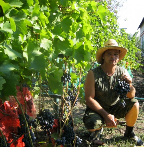 Правила посадки и выращивания винограда на дачном участке.