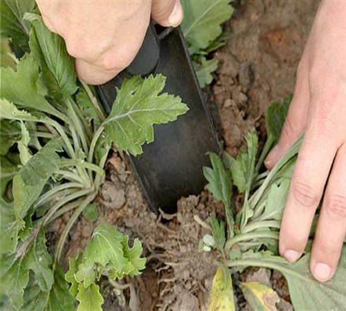 Размножение хризантем: методы, пошаговая инструкция. Как размножить хризантему