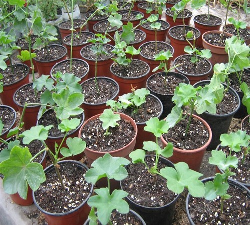 Размножение хризантем: методы, пошаговая инструкция. Как размножить хризантему