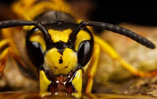 Содержание пчел в двухкорпусных ульях. Разведение пчел в двухкорпусных ульях. Разведение пчел в двухкорпусных ульях