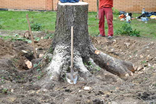 Спиливание деревьев: пошаговая инструкция. Как спилить дерево своими руками