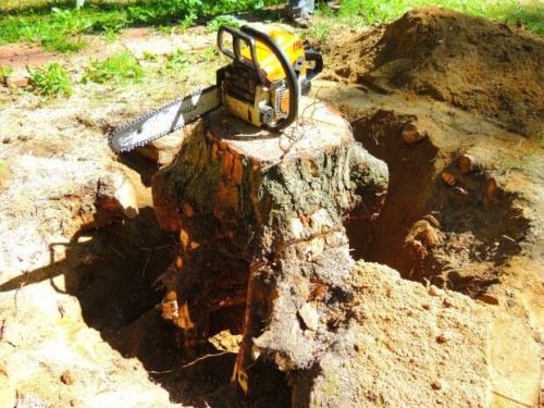 Спиливание деревьев: пошаговая инструкция. Как спилить дерево своими руками