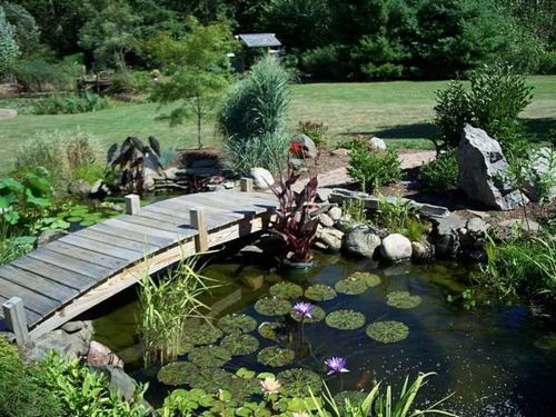 Водные растения: особенности выбора для садового водоема. Особенности водных растений. Особенности водных растений