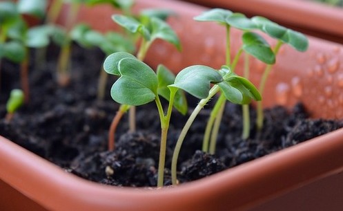 Выращиваем огурцы на подоконнике зимой: сорта, посадка и уход