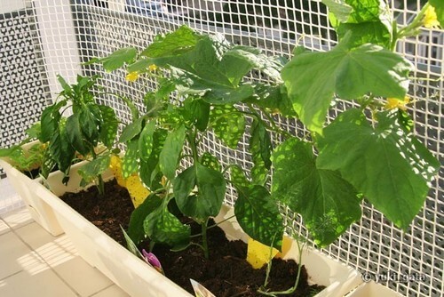 Выращиваем огурцы на подоконнике зимой: сорта, посадка и уход