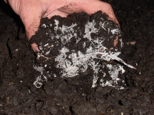 Выращивание трюфелей: пошаговая инструкция, полезные советы. Как вырастить трюфель в домашних условиях