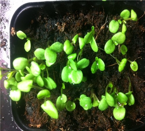 Выращивание виолы из семян. Инструкция по выращиванию виолы из семян
