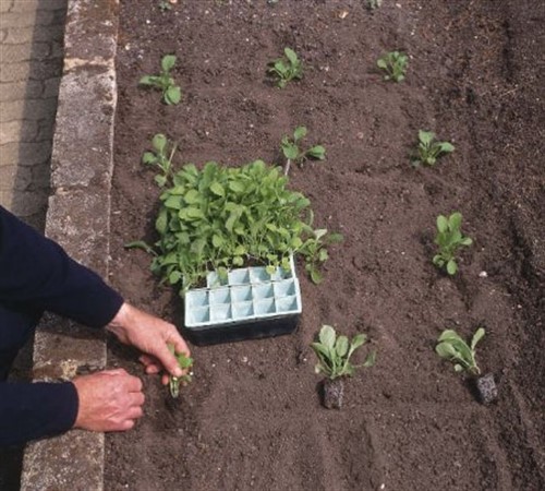 Выращивание виолы из семян. Инструкция по выращиванию виолы из семян