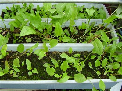 Выращивание зелени на балконе круглый год