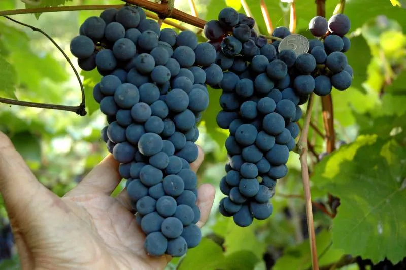 Плоды амурского винограда