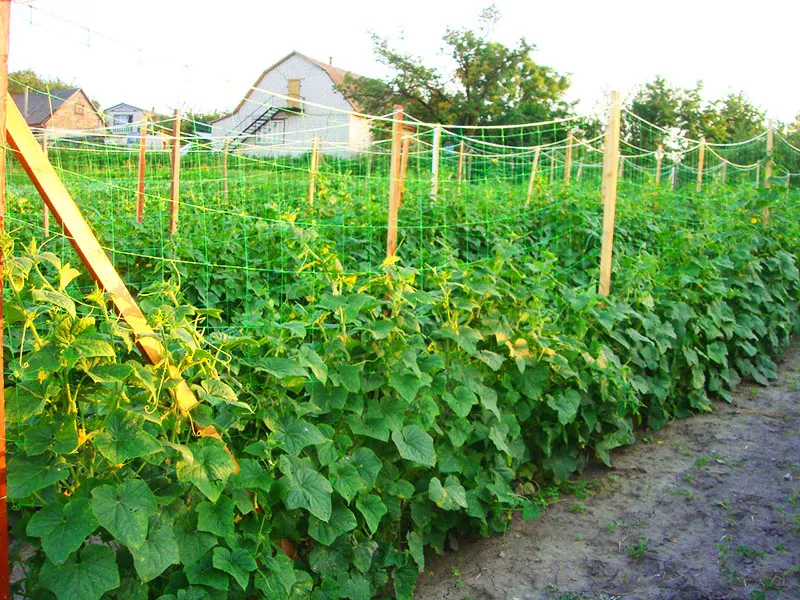 Пластиковая Сетка-Рабица: Стоит Ли Использовать для Забора?